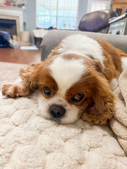 Rory, an adopted Cavalier King Charles Spaniel in Birmingham, AL image 5/6