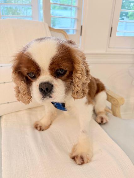 Rory, an adopted Cavalier King Charles Spaniel in Birmingham, AL image 6/6
