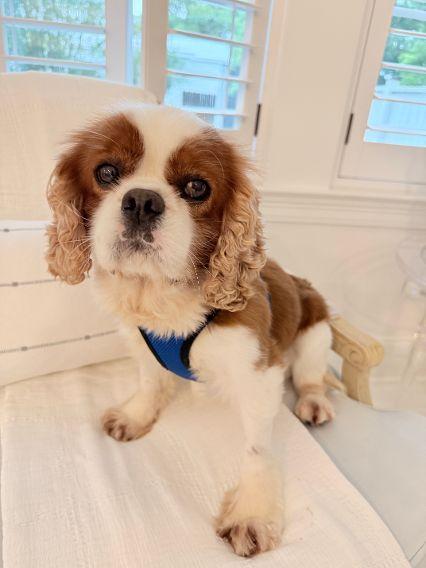 Rory, an adopted Cavalier King Charles Spaniel in Birmingham, AL image 1/6