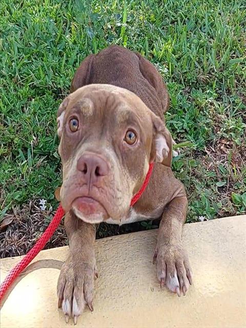 OLGA, Adoptable, Adult Female American Staffordshire Terrier.