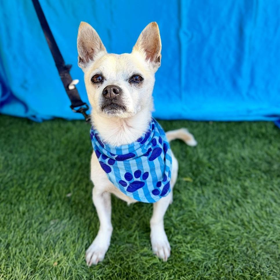 COSMO, an adopted mixed breed in Rowland Heights, CA image 5/6