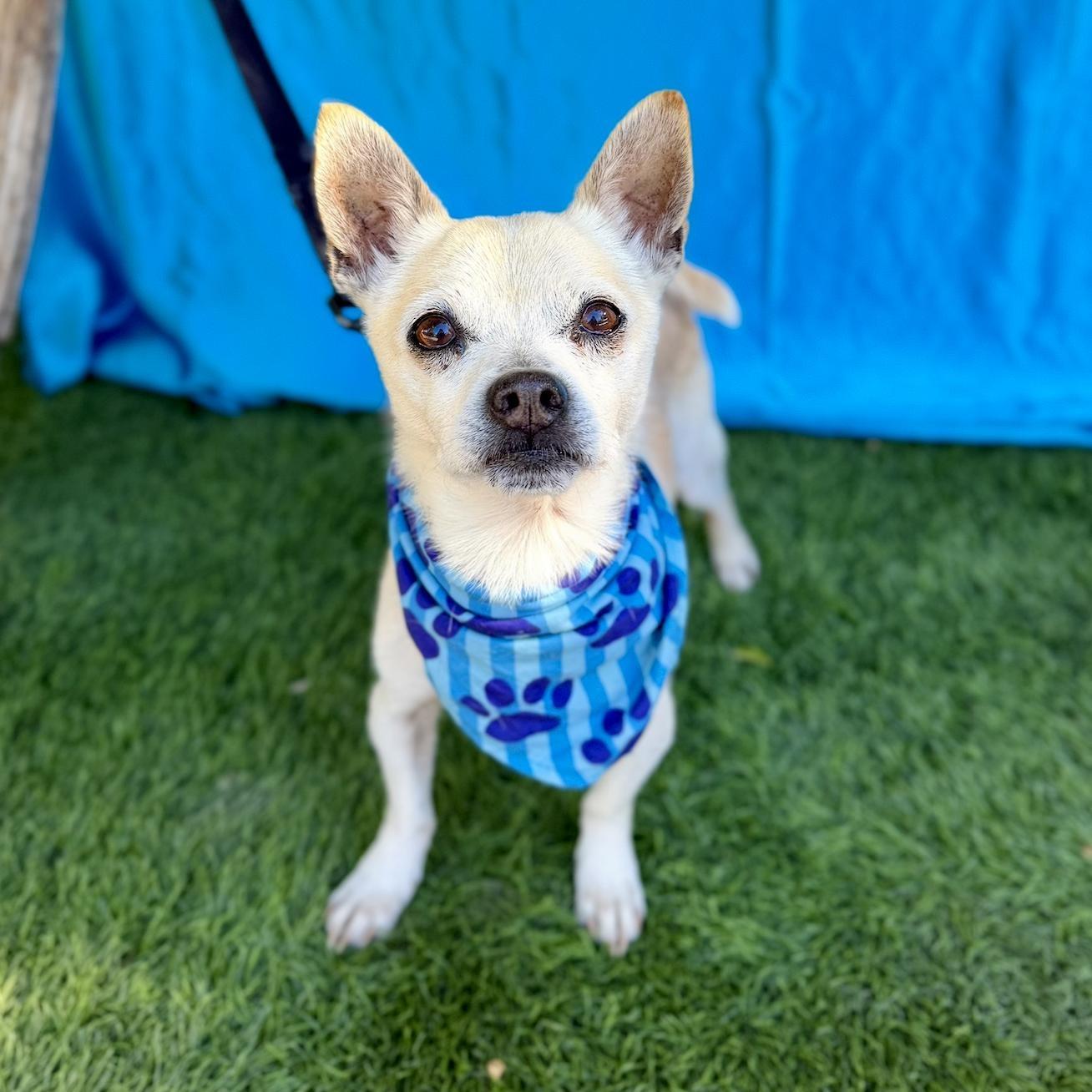 COSMO, an adopted mixed breed in Rowland Heights, CA image 2/6