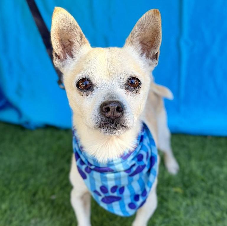 COSMO, adopted, Adult Male Chihuahua.
