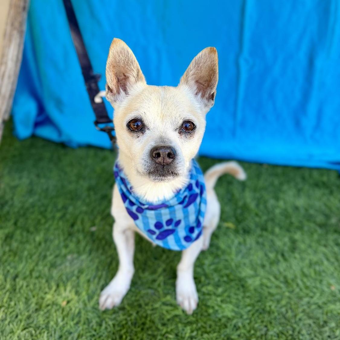 COSMO, an adopted mixed breed in Rowland Heights, CA image 3/6