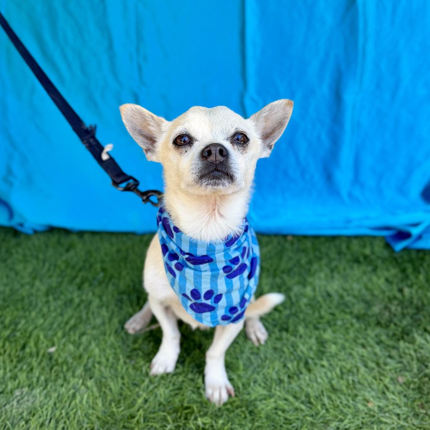 COSMO, an adopted mixed breed in Rowland Heights, CA image 6/6