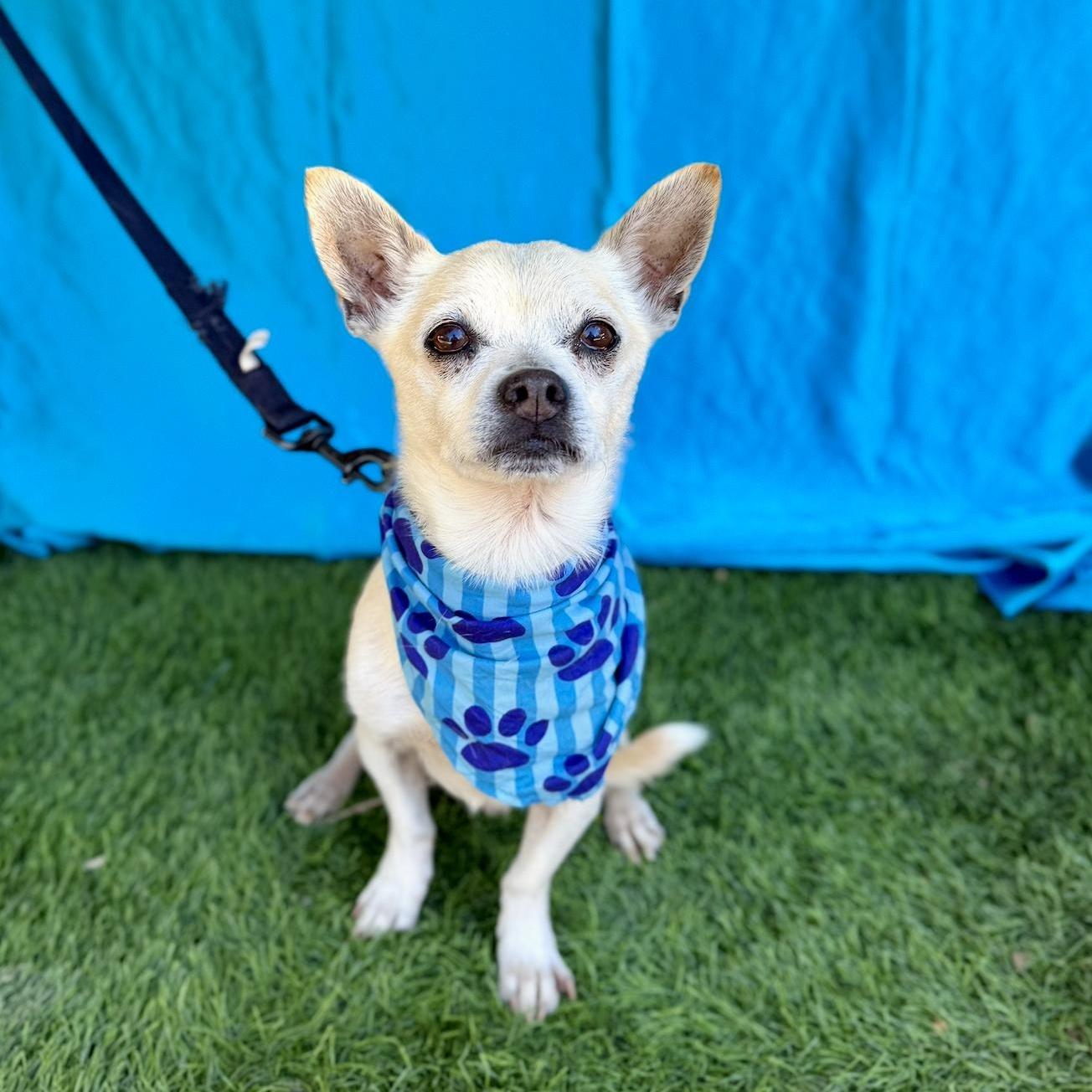 COSMO, an adopted mixed breed in Rowland Heights, CA image 4/6