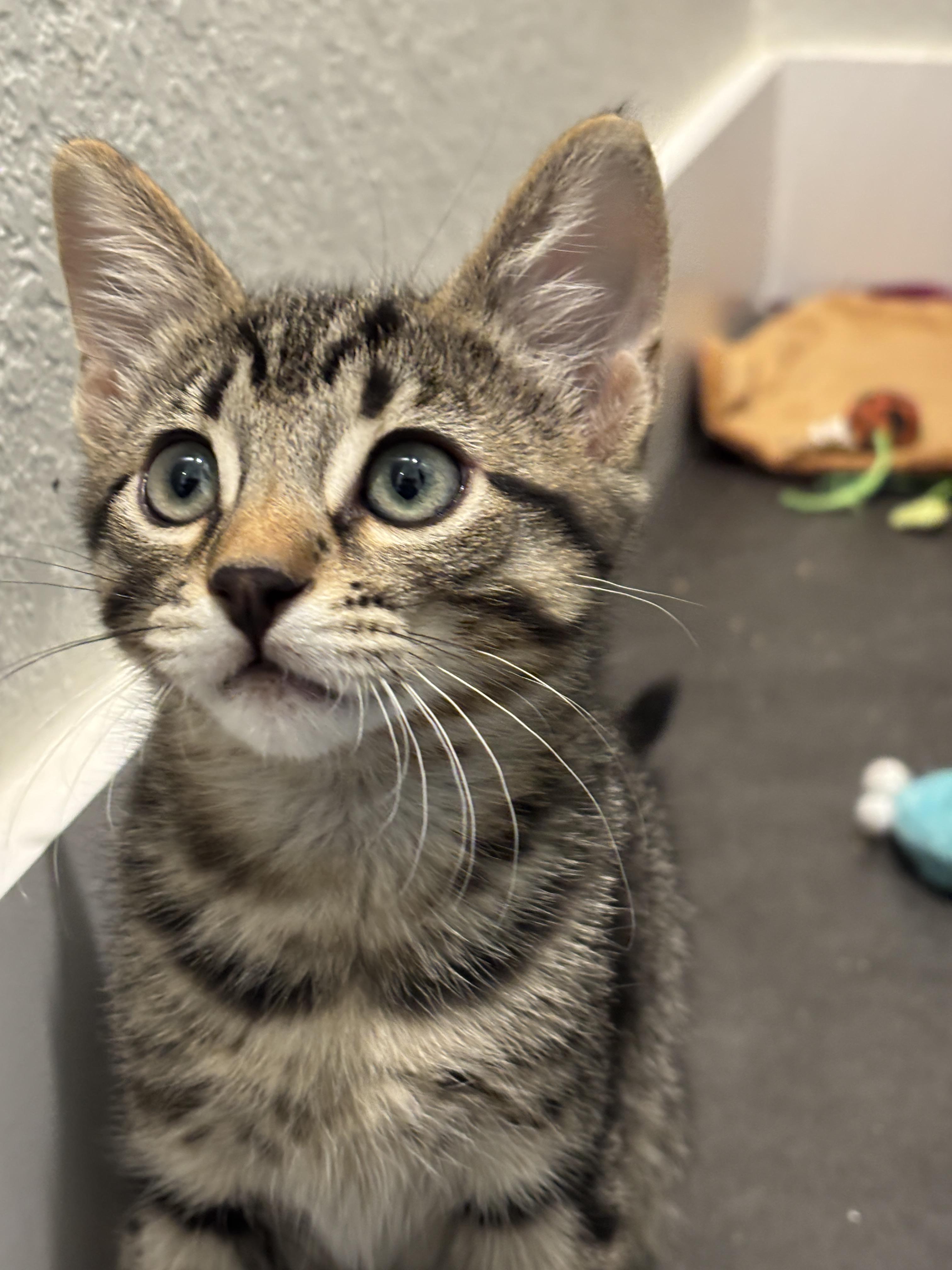 Cedar, Adoptable, Young Male Domestic Short Hair.