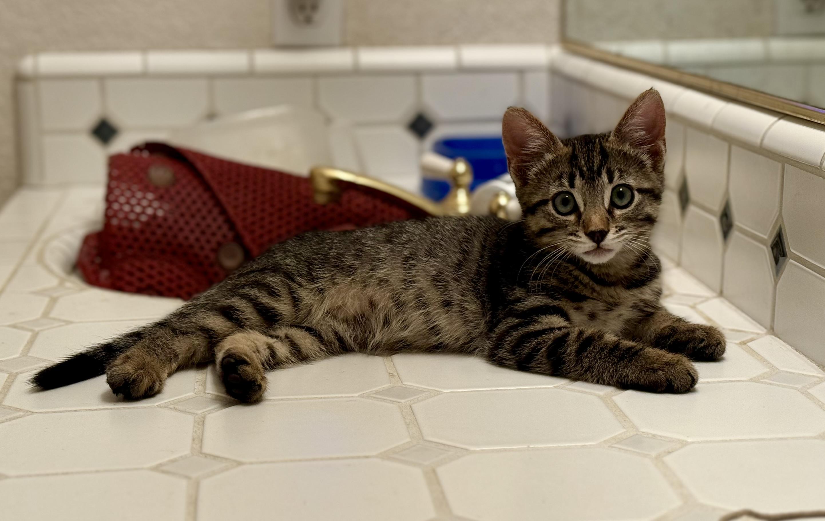 Enlarge Cedar, a Adoptable Domestic Short Hair in Diamond Springs, CA image 2/6