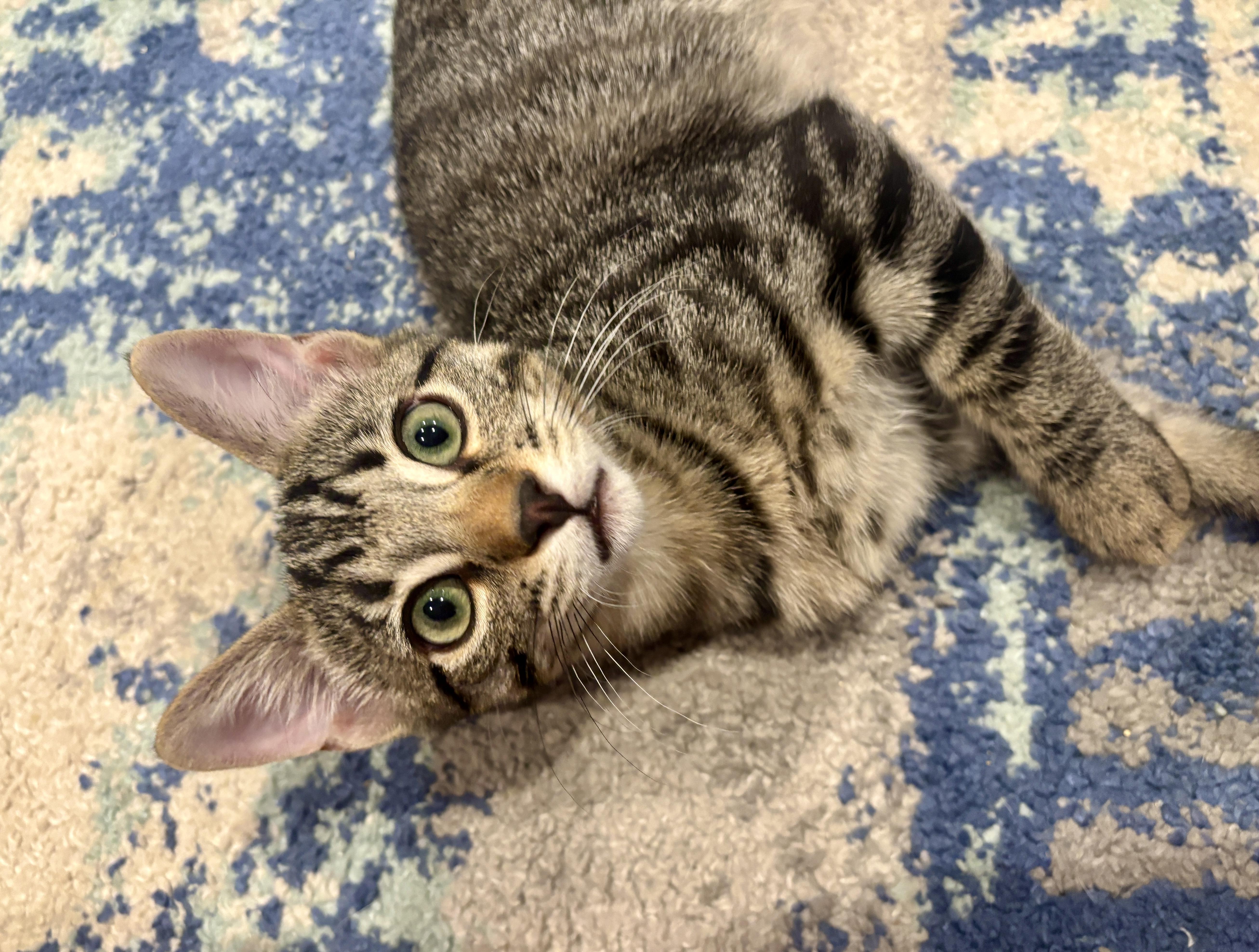 Enlarge Cedar, a Adoptable Domestic Short Hair in Diamond Springs, CA image 3/6