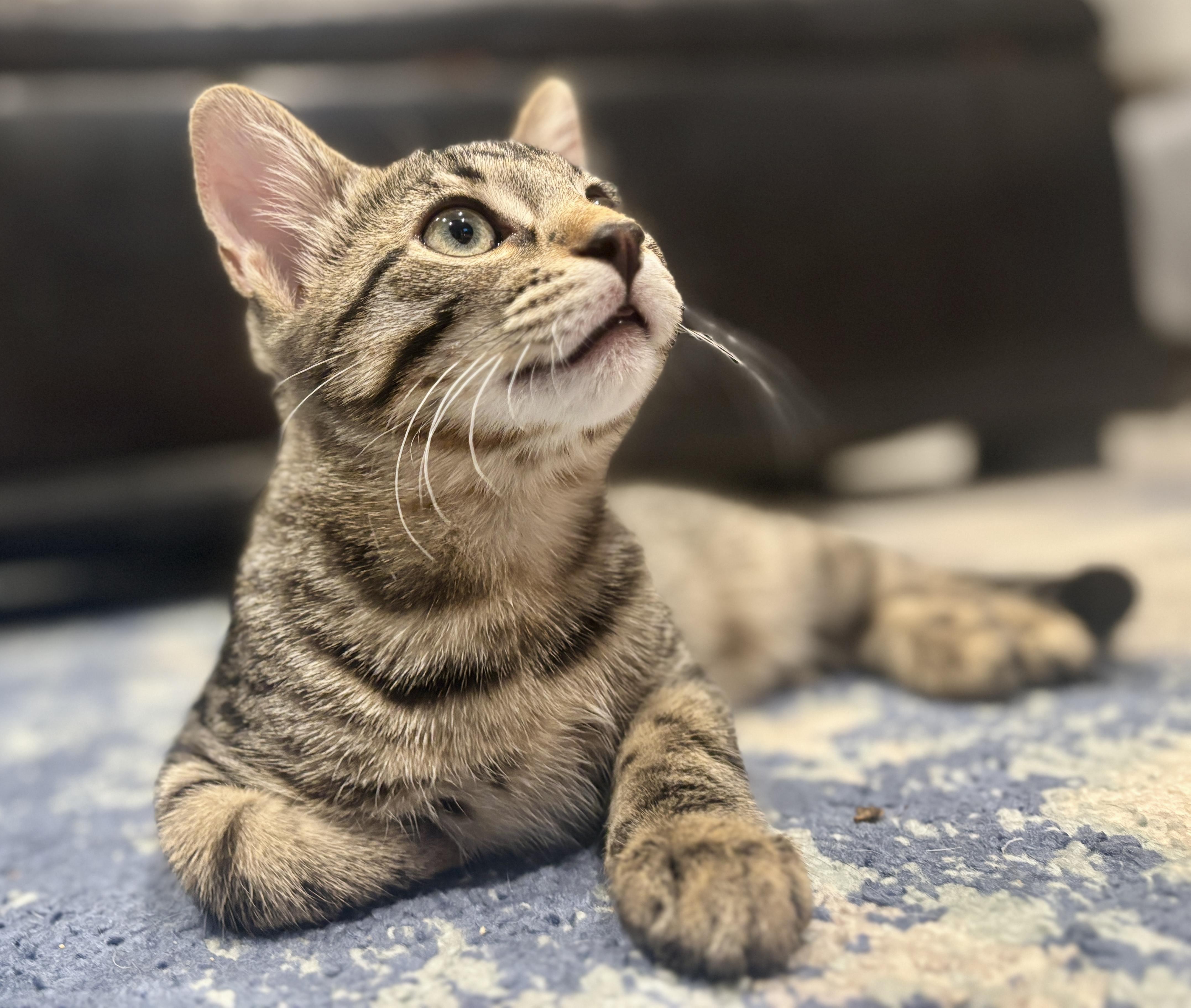 Enlarge Cedar, a Adoptable Domestic Short Hair in Diamond Springs, CA image 4/6