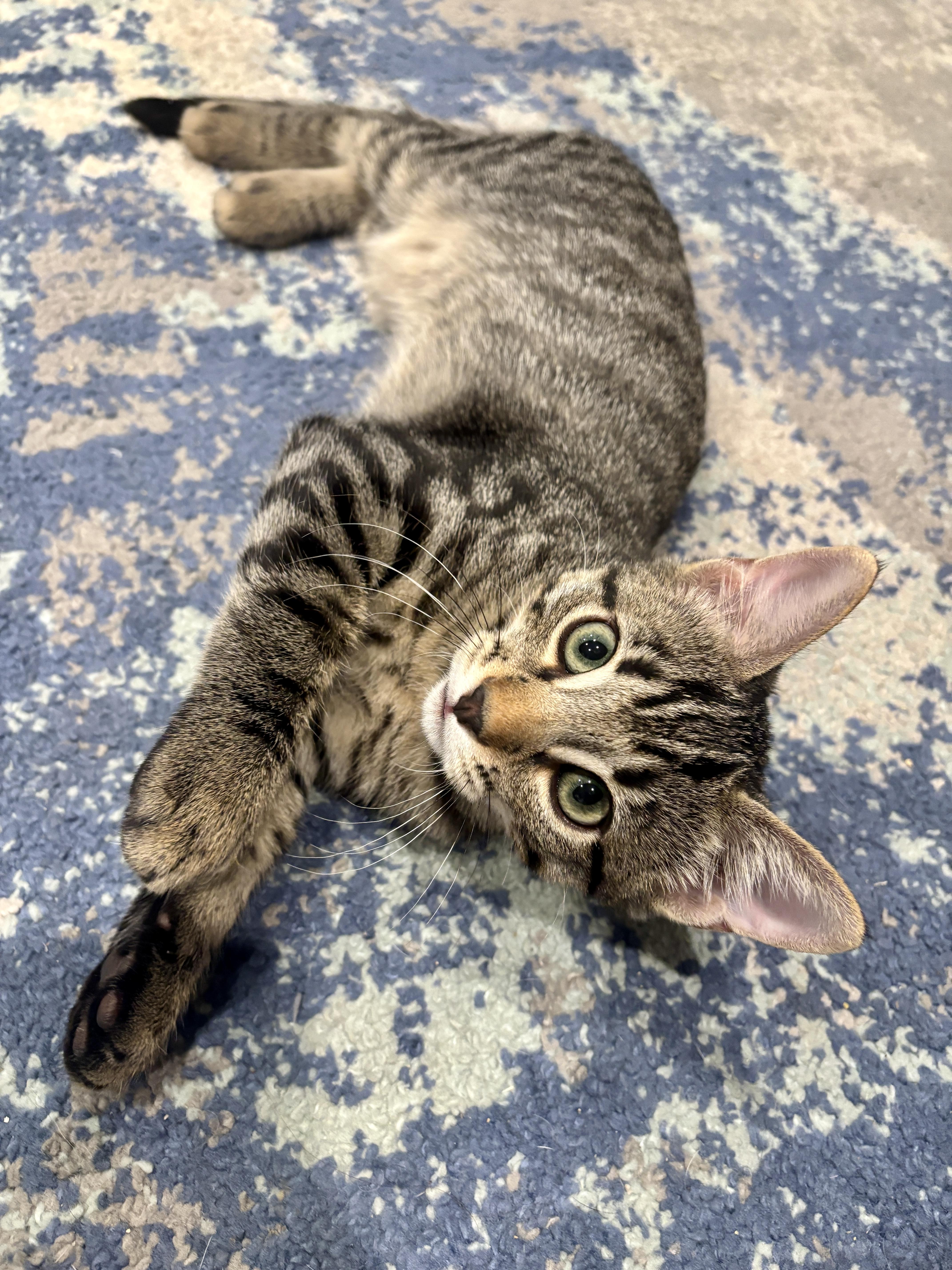 Enlarge Cedar, a Adoptable Domestic Short Hair in Diamond Springs, CA image 5/6