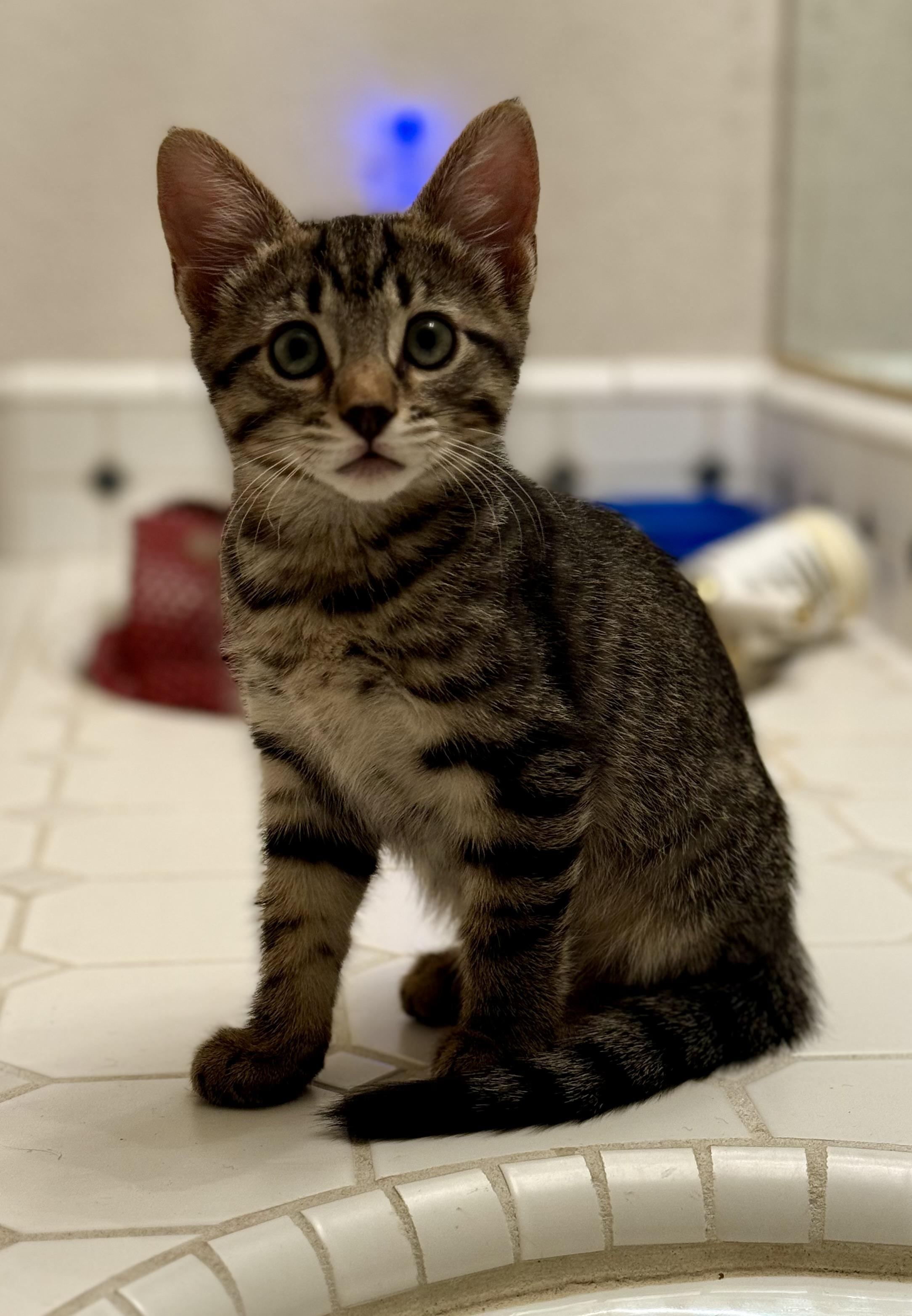 Enlarge Cedar, a Adoptable Domestic Short Hair in Diamond Springs, CA image 6/6