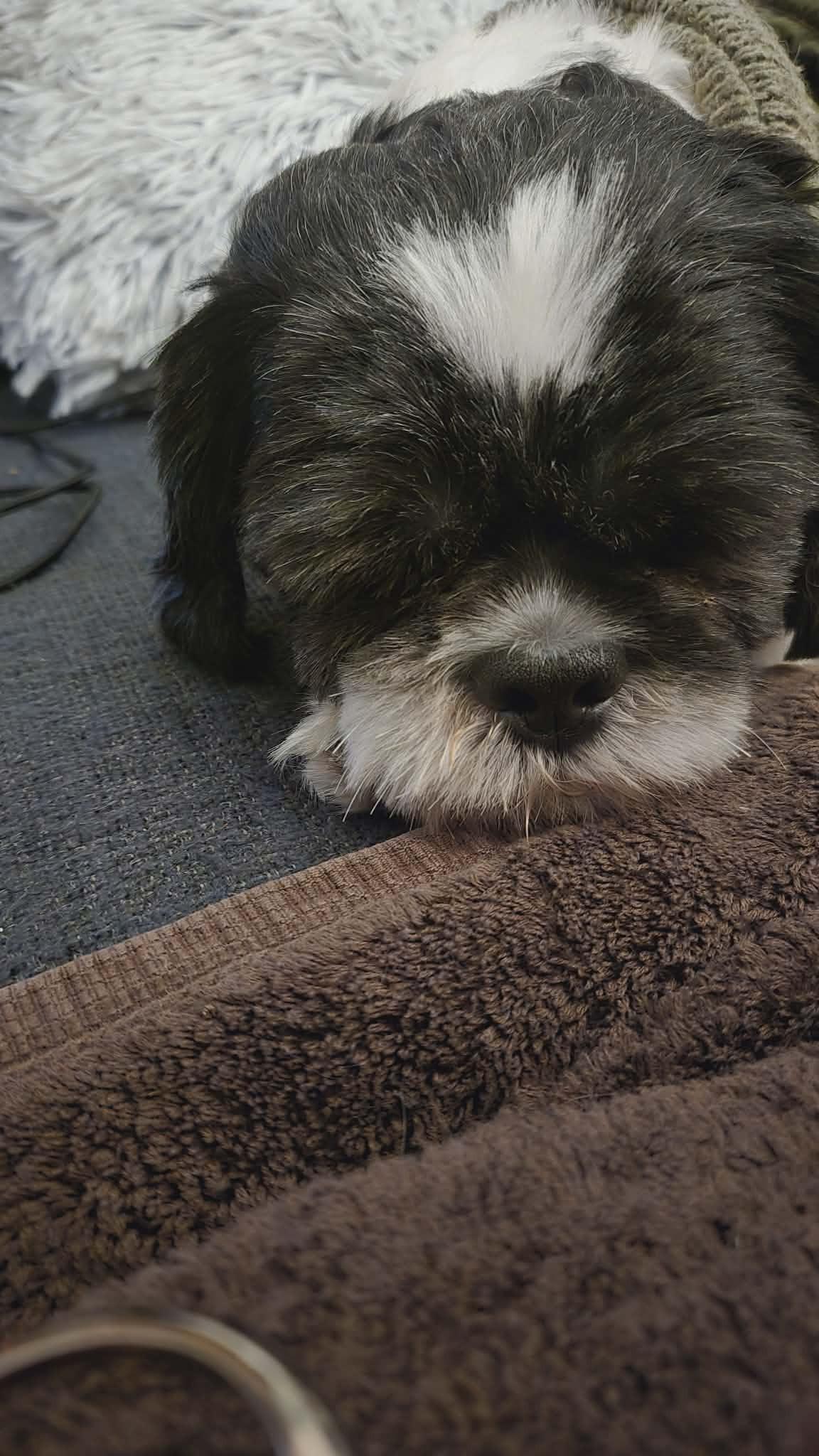 Enlarge Dexter, a ADOPTABLE mixed breed in Calgary, AB image 4/5