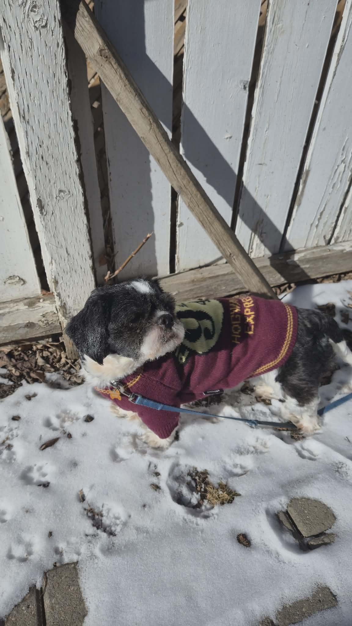 Enlarge Dexter, a ADOPTABLE mixed breed in Calgary, AB image 3/5