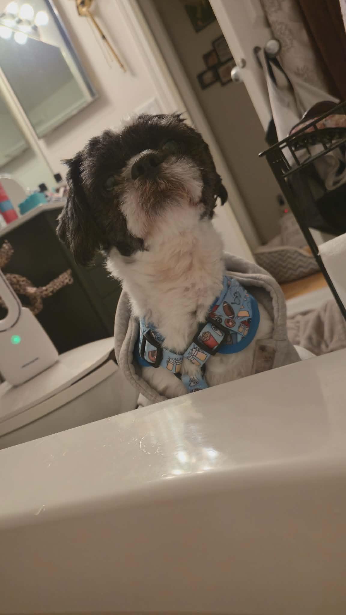 Dexter, ADOPTABLE, Adult Male Shih Tzu.