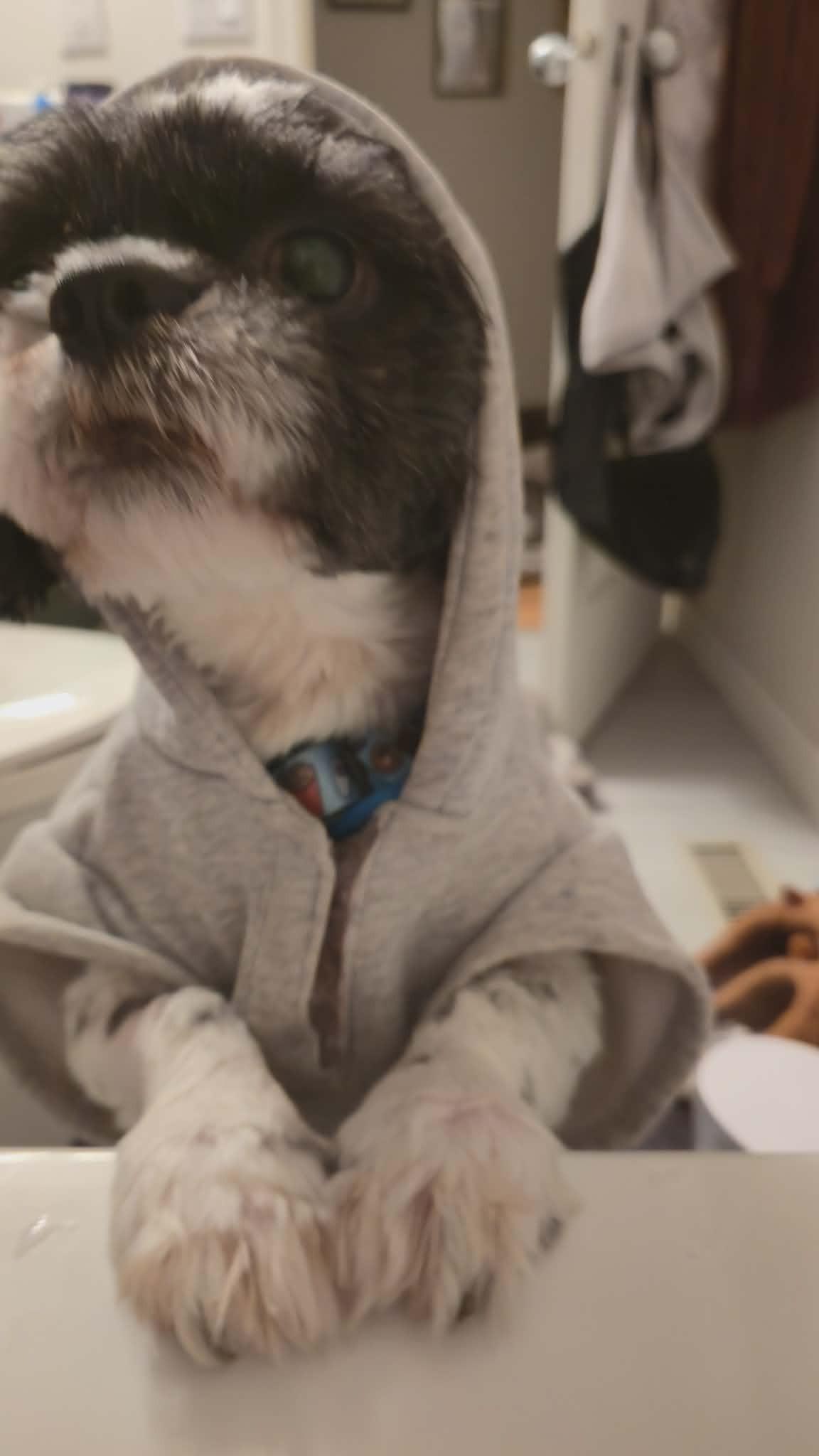 Enlarge Dexter, a ADOPTABLE mixed breed in Calgary, AB image 2/5