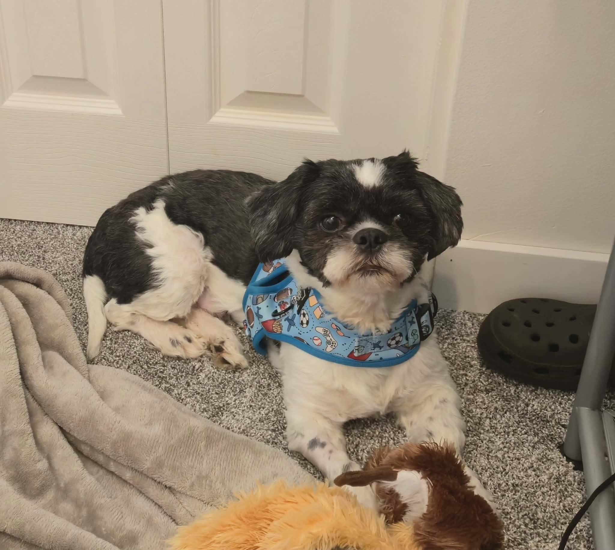 Enlarge Dexter, a ADOPTABLE mixed breed in Calgary, AB image 5/5