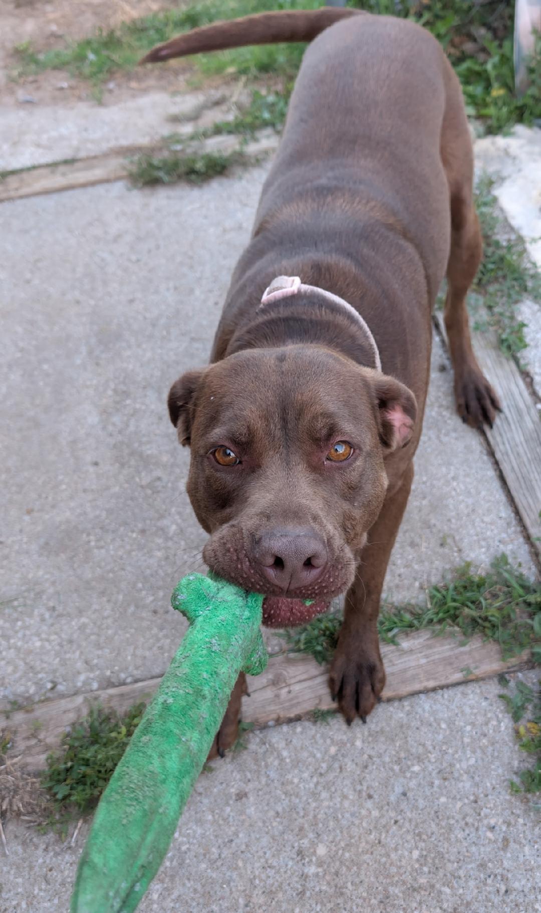 Enlarge Onyx, a ADOPTABLE mixed breed in Norton, KS image 3/4