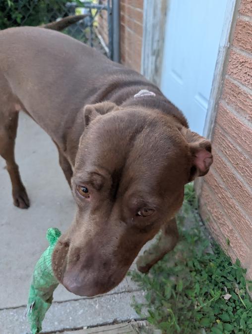 Enlarge Onyx, a ADOPTABLE mixed breed in Norton, KS image 2/4