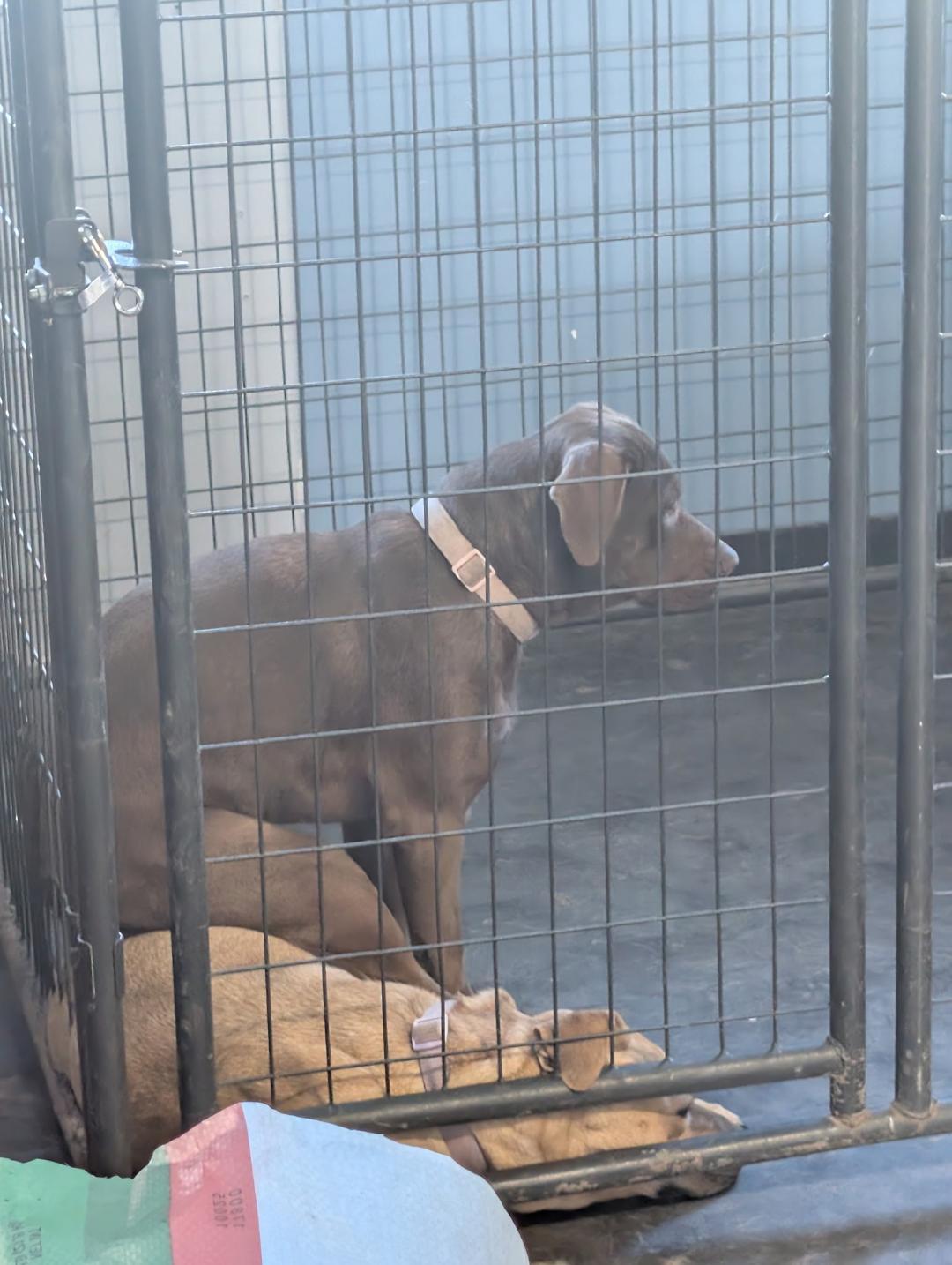 Enlarge Onyx, a ADOPTABLE mixed breed in Norton, KS image 4/4