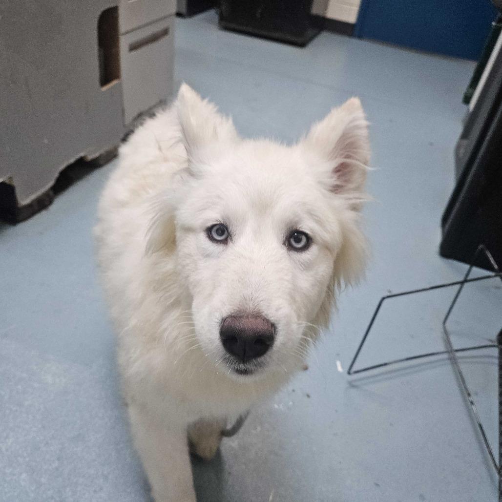 Enlarge Backyardigans, a Adoptable Alaskan Malamute in Chesapeake, VA image 1/6