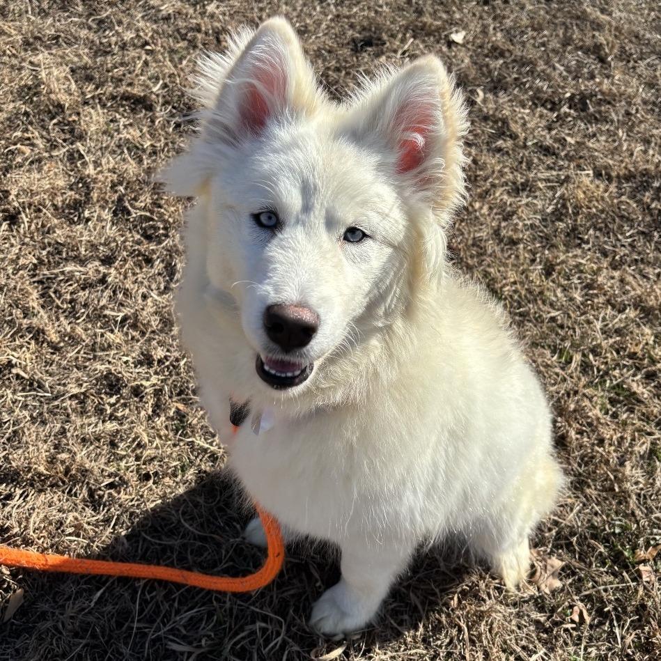 Enlarge Backyardigans, a Adoptable Alaskan Malamute in Chesapeake, VA image 6/6