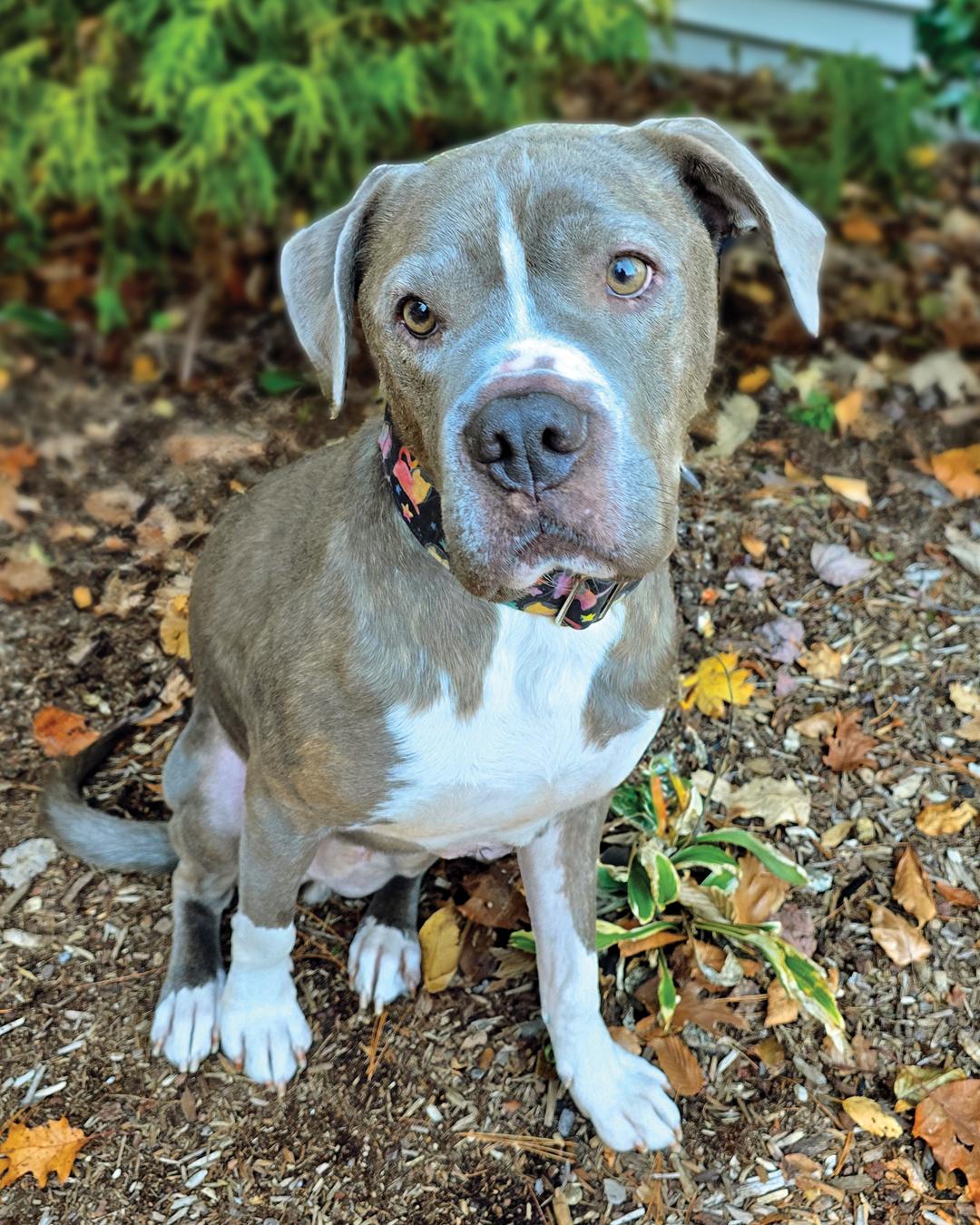 Enlarge Dallas, a Adoptable American Bulldog in Westminster, MA image 1/3