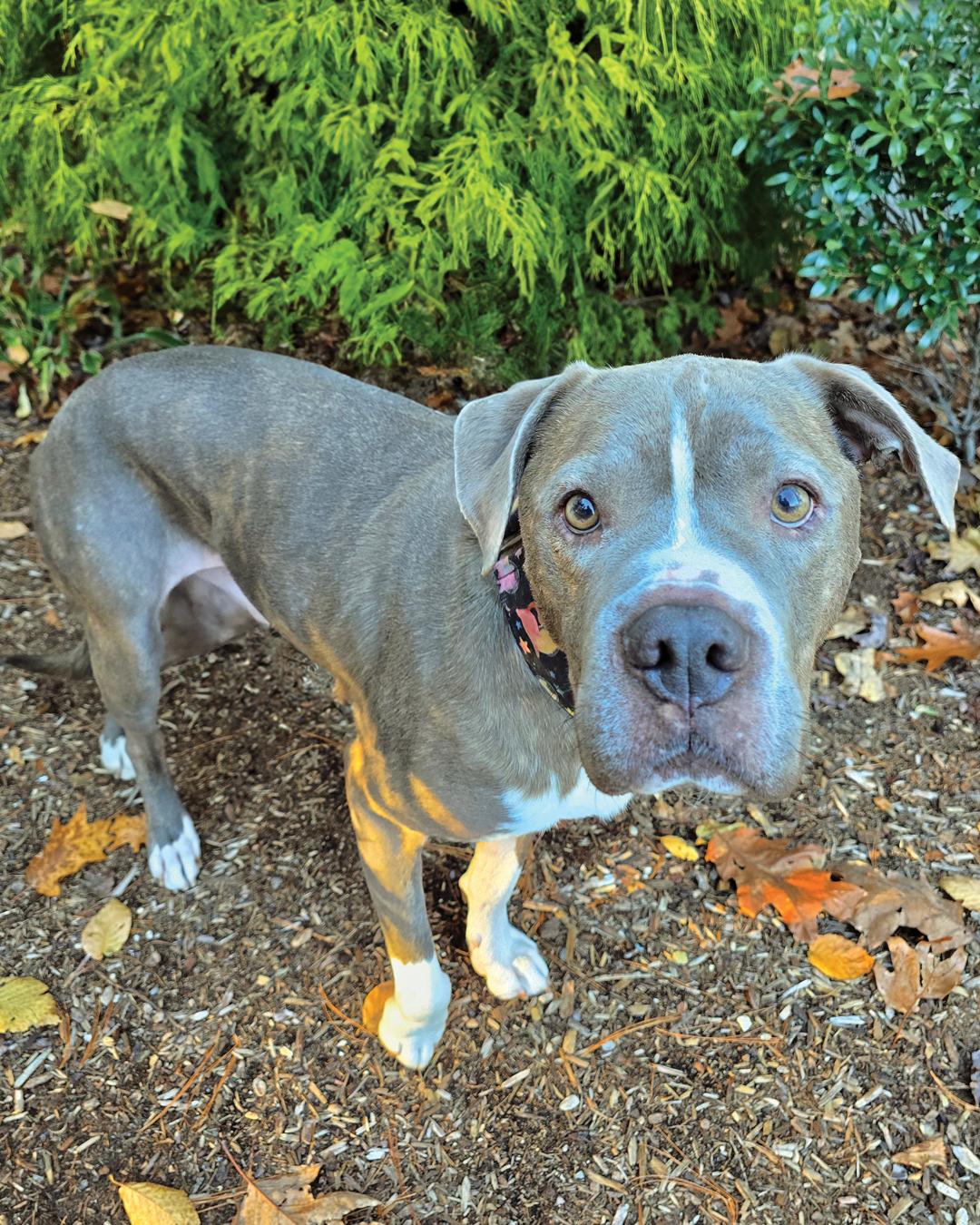 Enlarge Dallas, a Adoptable American Bulldog in Westminster, MA image 2/3
