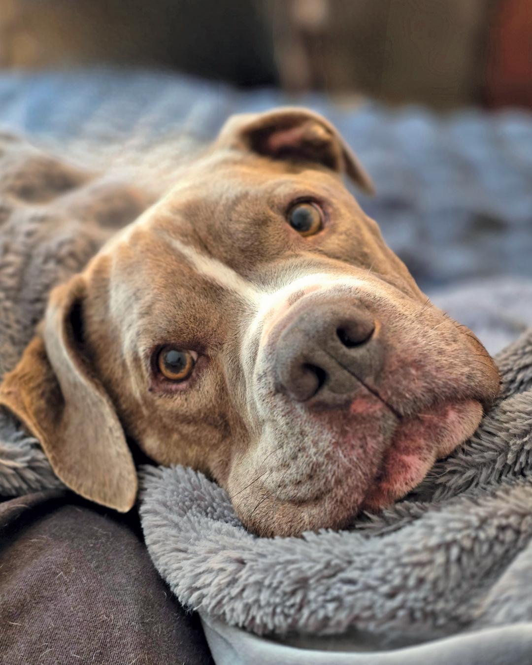 Enlarge Dallas, a Adoptable American Bulldog in Westminster, MA image 3/3