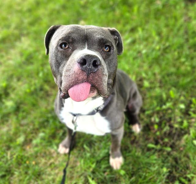 WILLARD, Adoptable, Adult Male Pit Bull Terrier & Mixed Breed.
