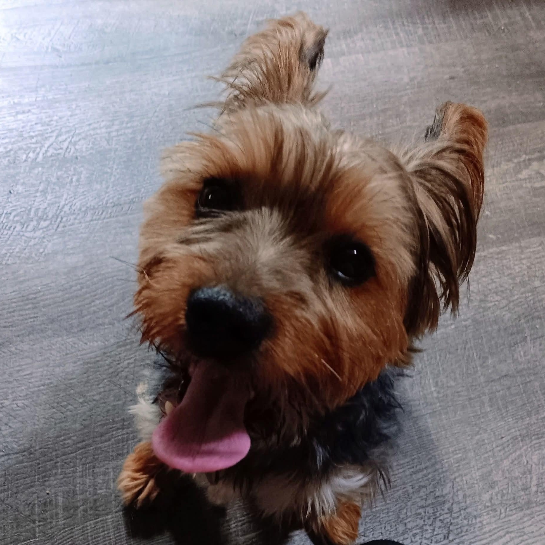 Enlarge Louie, an adopted Yorkshire Terrier in Kentwood, MI image 4/4