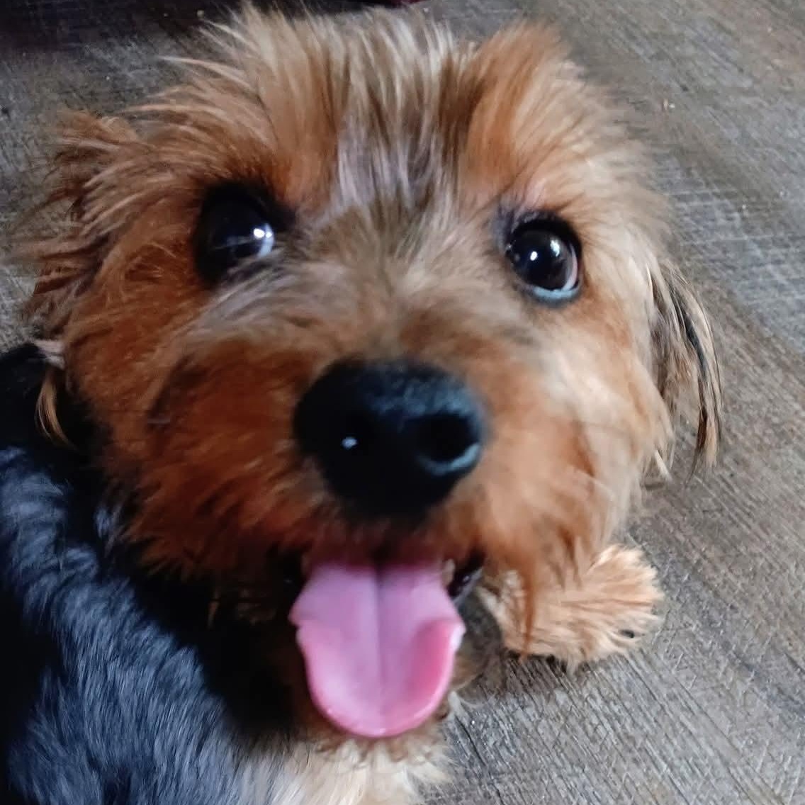 Enlarge Louie, an adopted Yorkshire Terrier in Kentwood, MI image 2/4