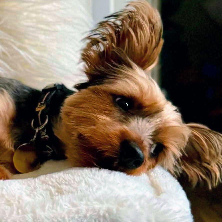 Louie, adopted, Young Male Yorkshire Terrier.