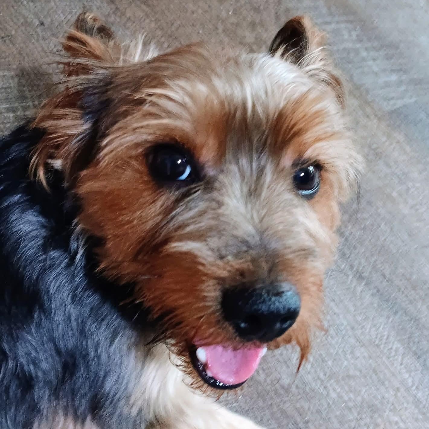Enlarge Louie, an adopted Yorkshire Terrier in Kentwood, MI image 3/4