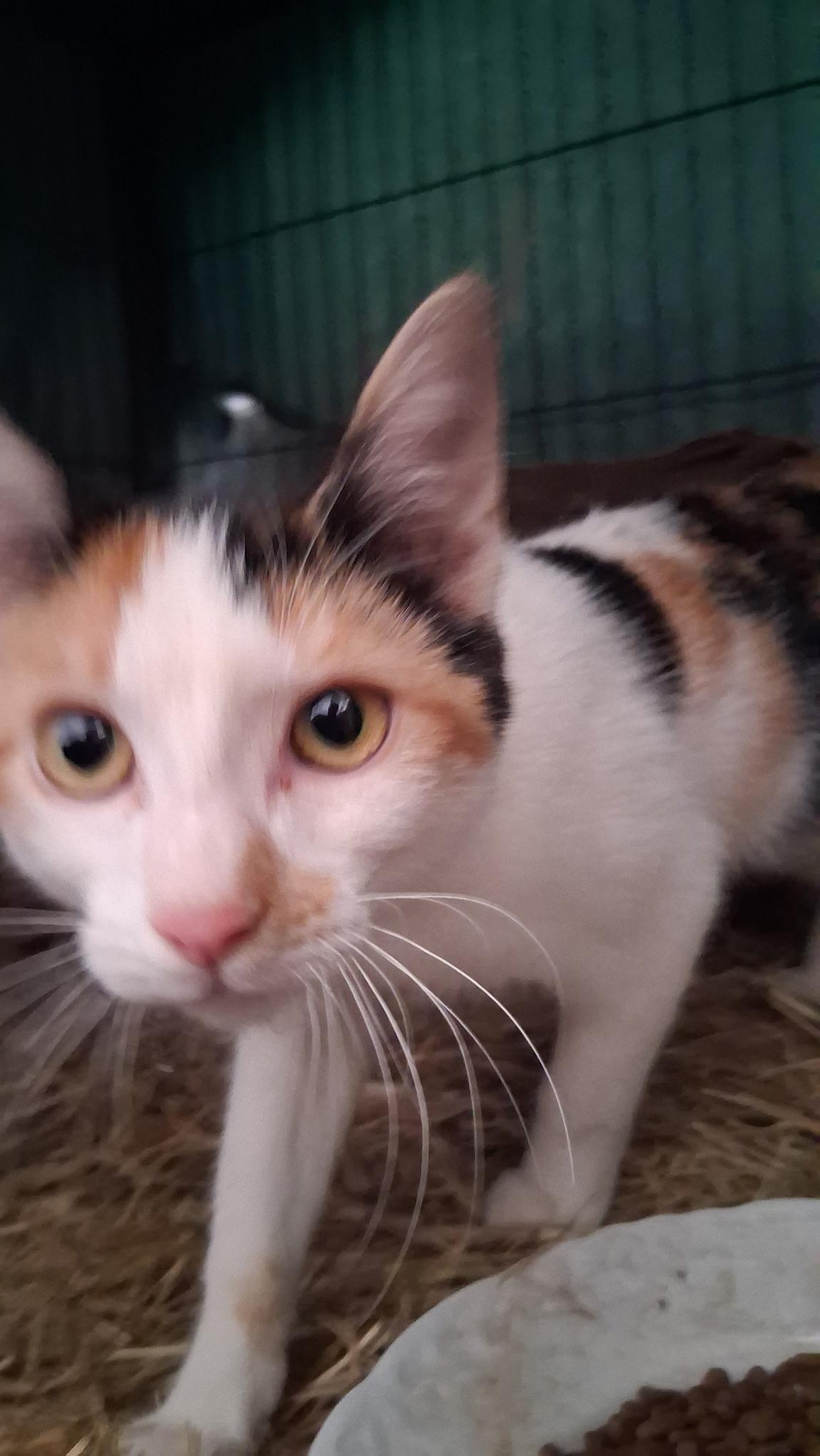 Shiloh, ADOPTABLE, Young Female Domestic Short Hair.