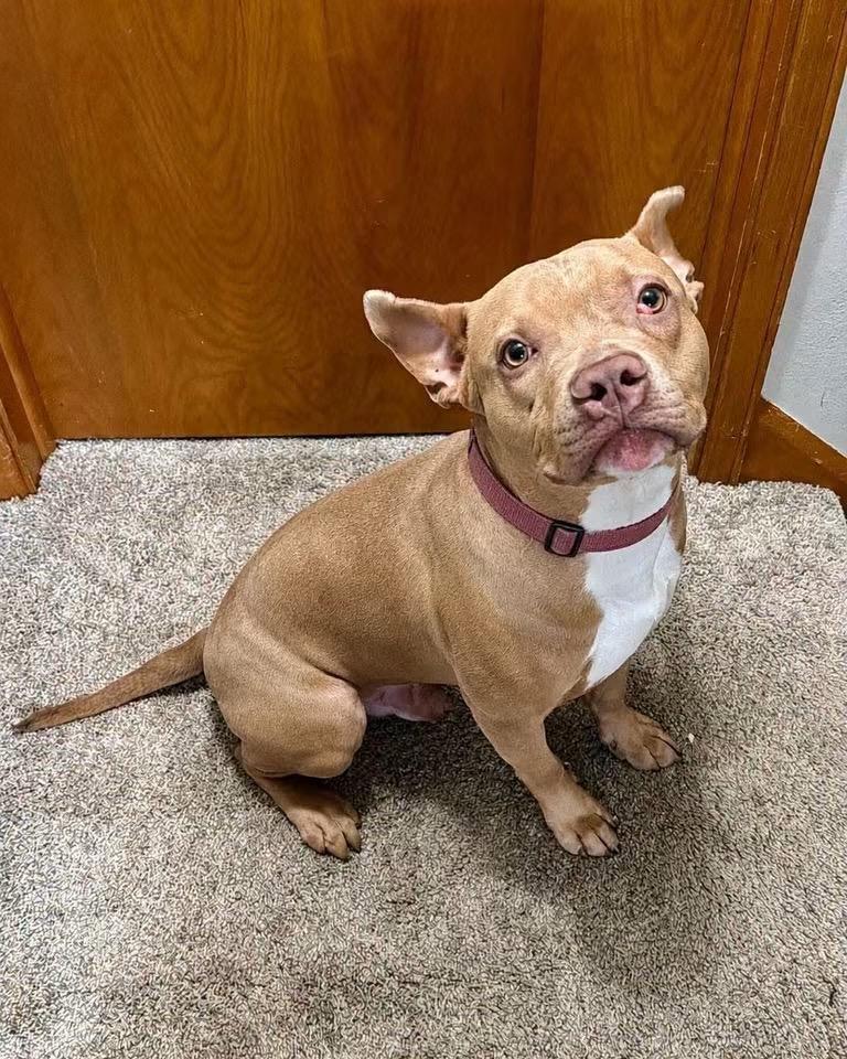 Enlarge Bug, a Adoptable mixed breed in Pleasant Ridge, MI image 1/4