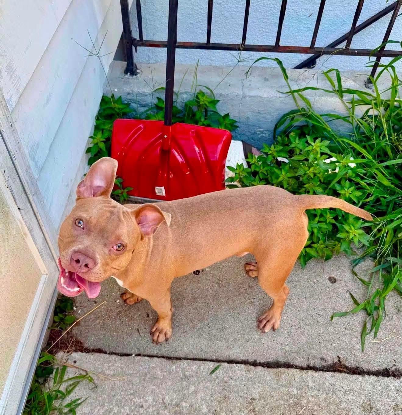 Enlarge Bug, a Adoptable mixed breed in Pleasant Ridge, MI image 2/4