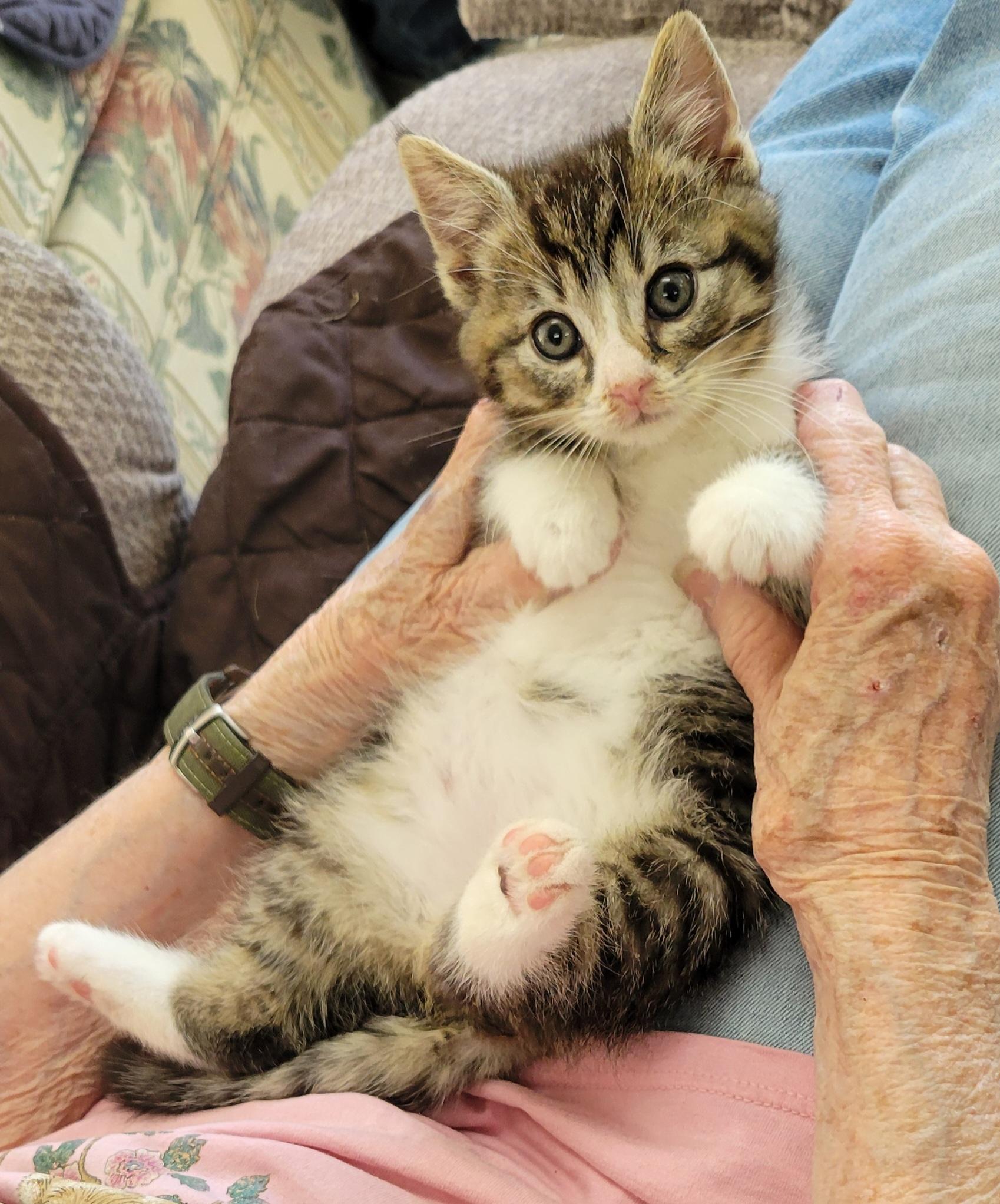 Shelton, an adopted Domestic Short Hair in Knoxville, TN image 2/2