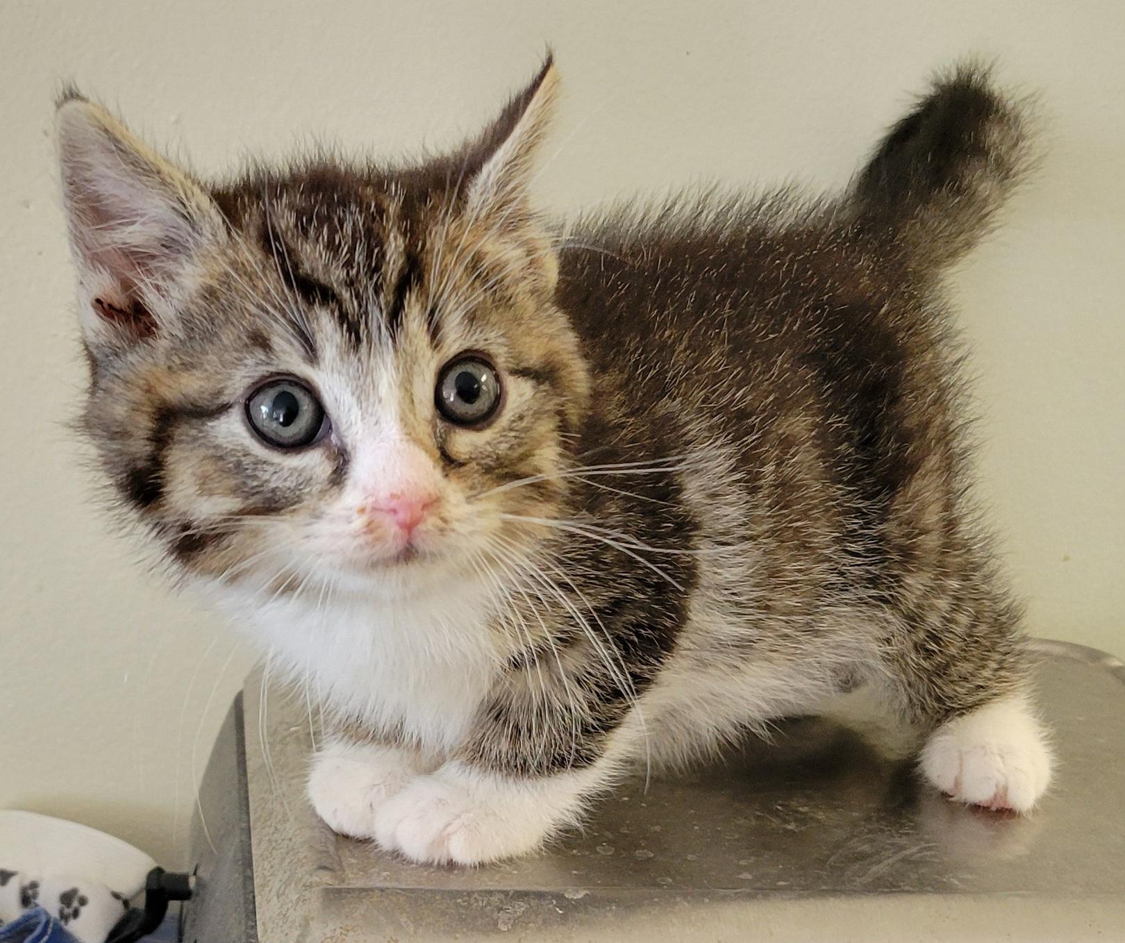 Shelton, adopted, Kitten Male Domestic Short Hair.