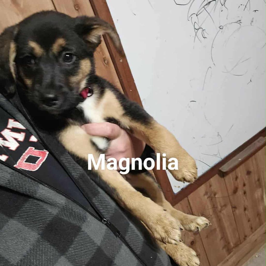 Magnolia, Adoptable, Puppy Female Mixed Breed.