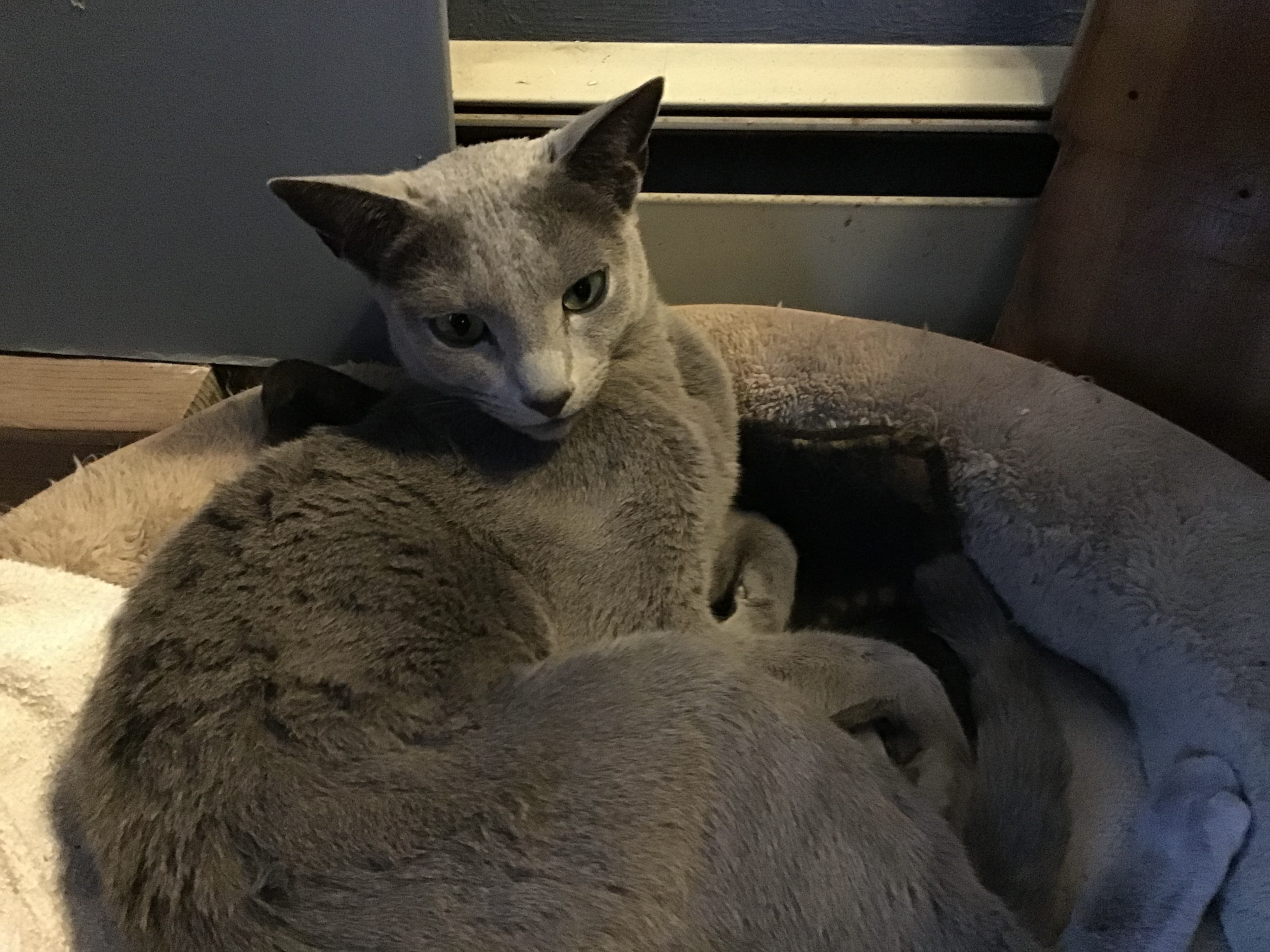 Cat for adoption Bentley, a Russian Blue in Middlebury, VT Petfinder