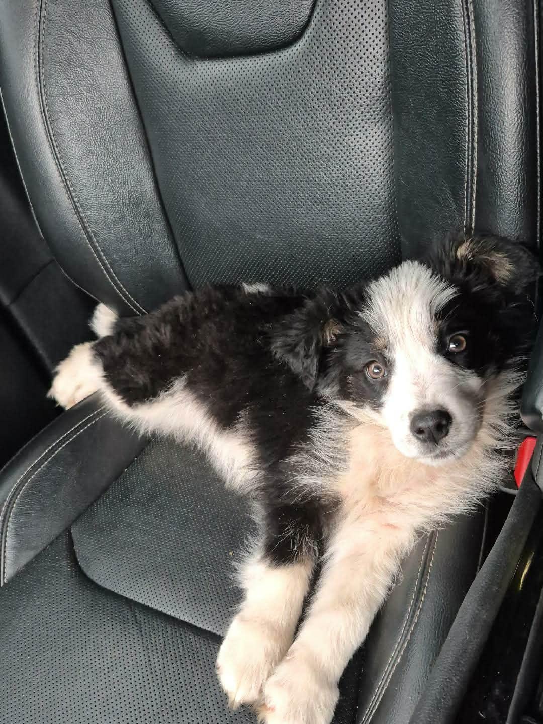 Enlarge SCOUT, a Adoptable Mixed Breed in Charlotte, NC image 4/6