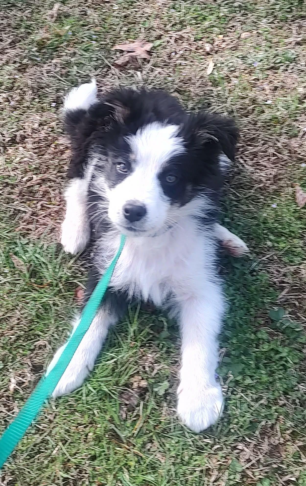 Enlarge SCOUT, a Adoptable Mixed Breed in Charlotte, NC image 2/6