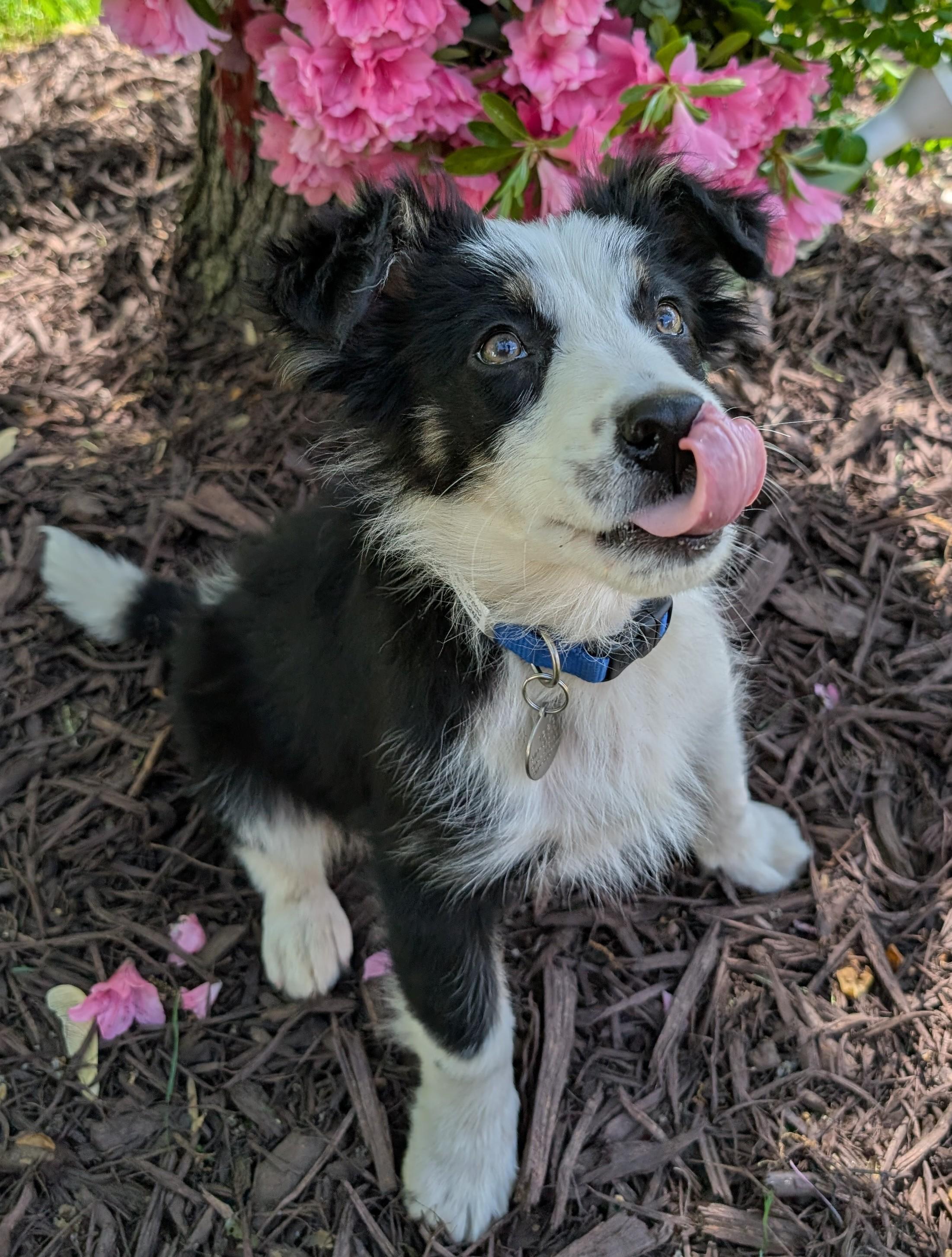 Enlarge SCOUT, a Adoptable Mixed Breed in Charlotte, NC image 6/6
