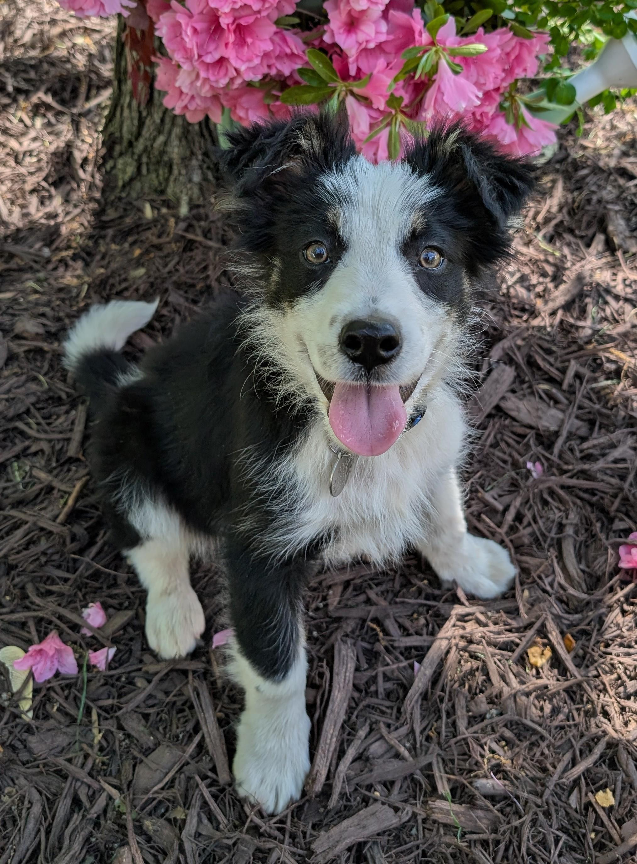 Enlarge SCOUT, a Adoptable Mixed Breed in Charlotte, NC image 1/6