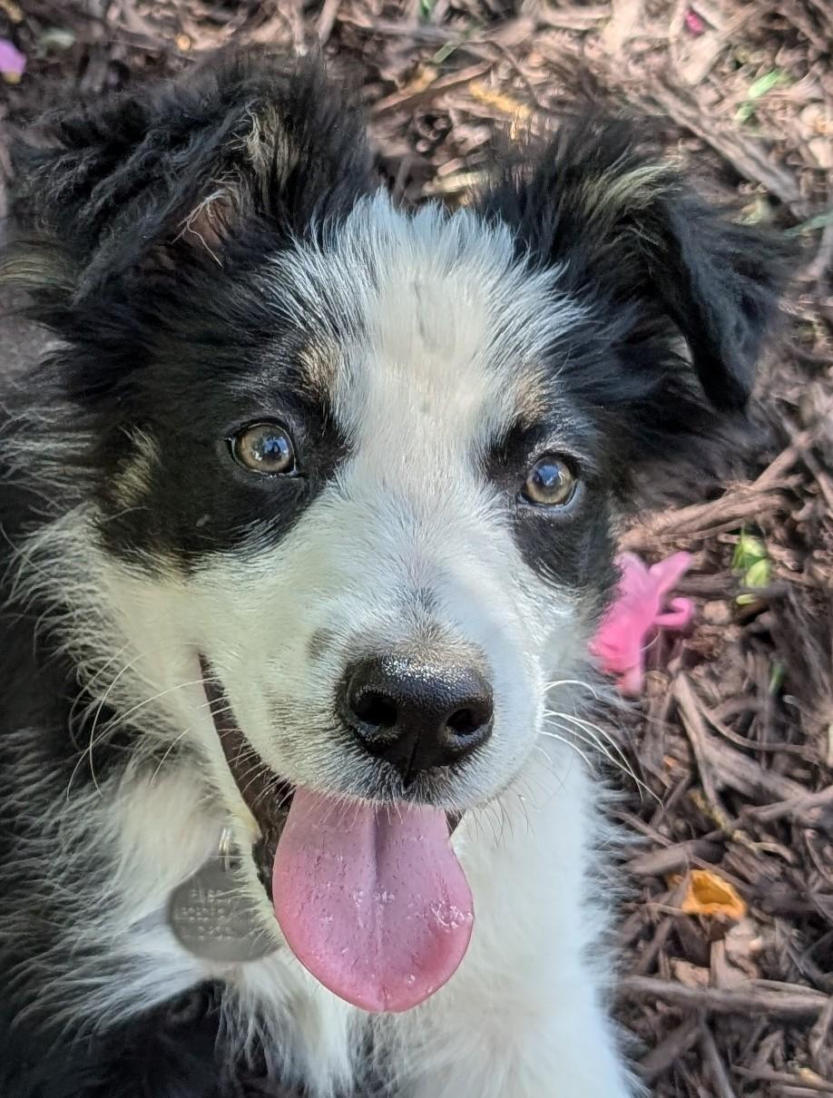 Enlarge SCOUT, a Adoptable Mixed Breed in Charlotte, NC image 5/6