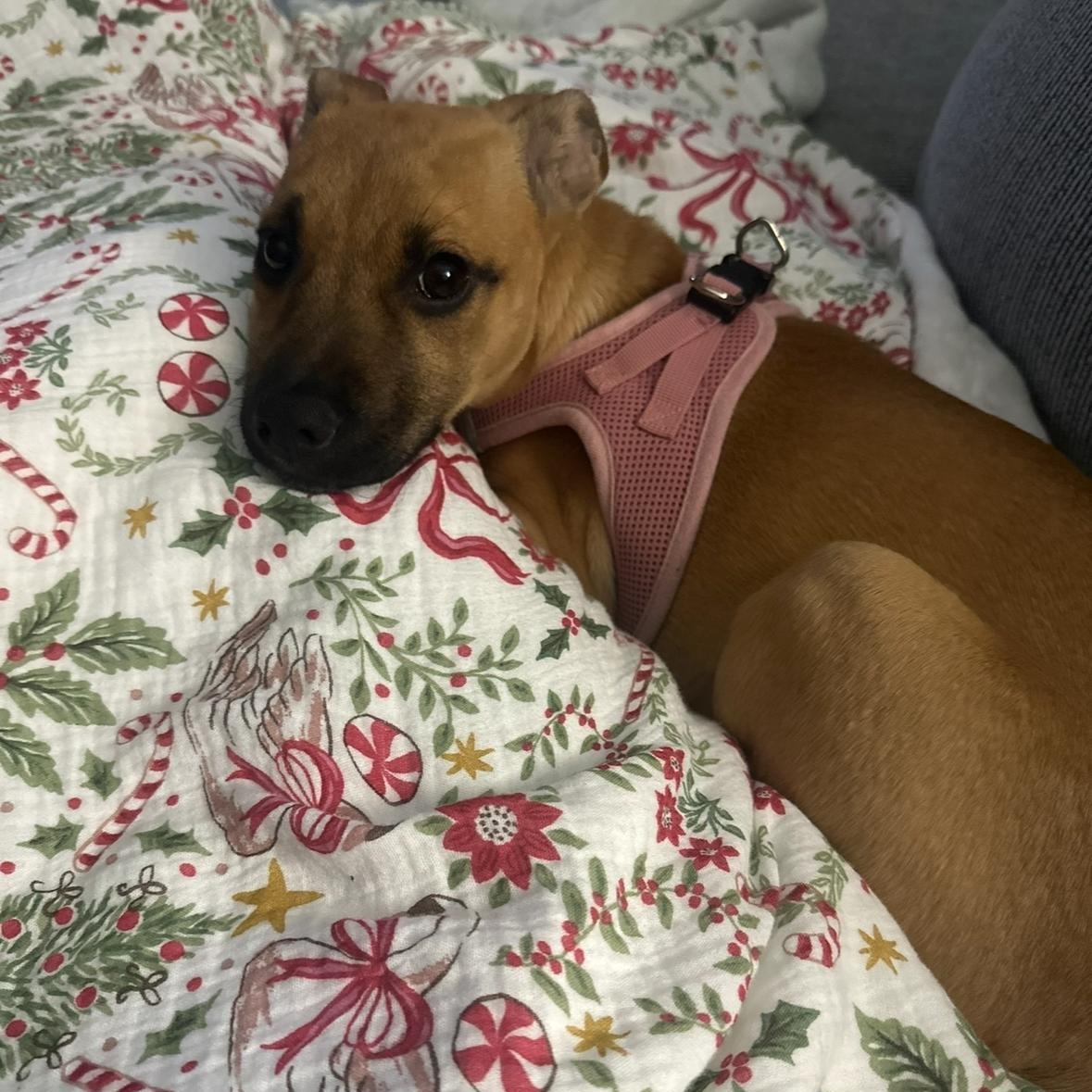 Enlarge Stella, an adoptable mixed breed in Jeffersonville, IN image 5/6