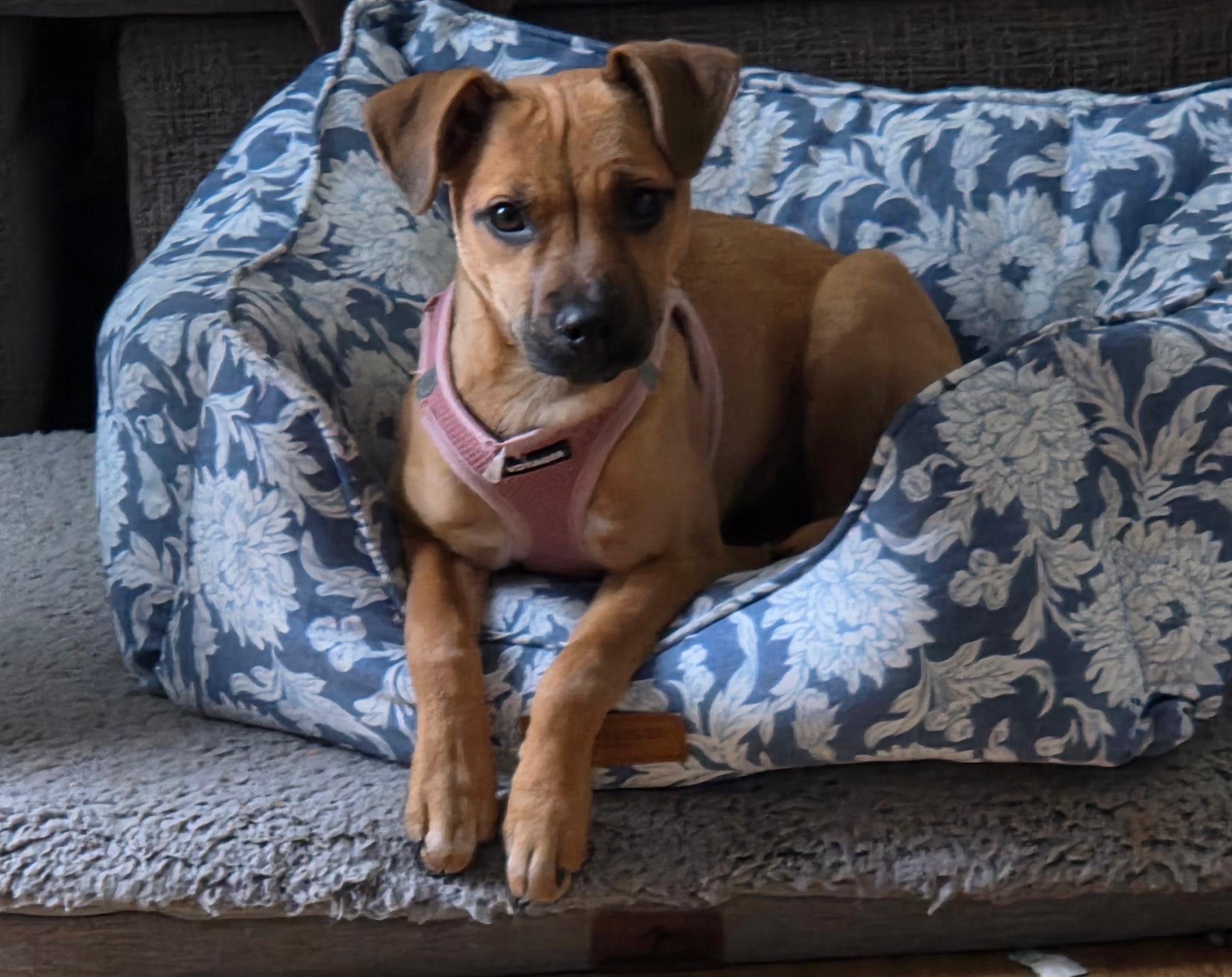 Enlarge Stella, an adoptable mixed breed in Jeffersonville, IN image 1/6