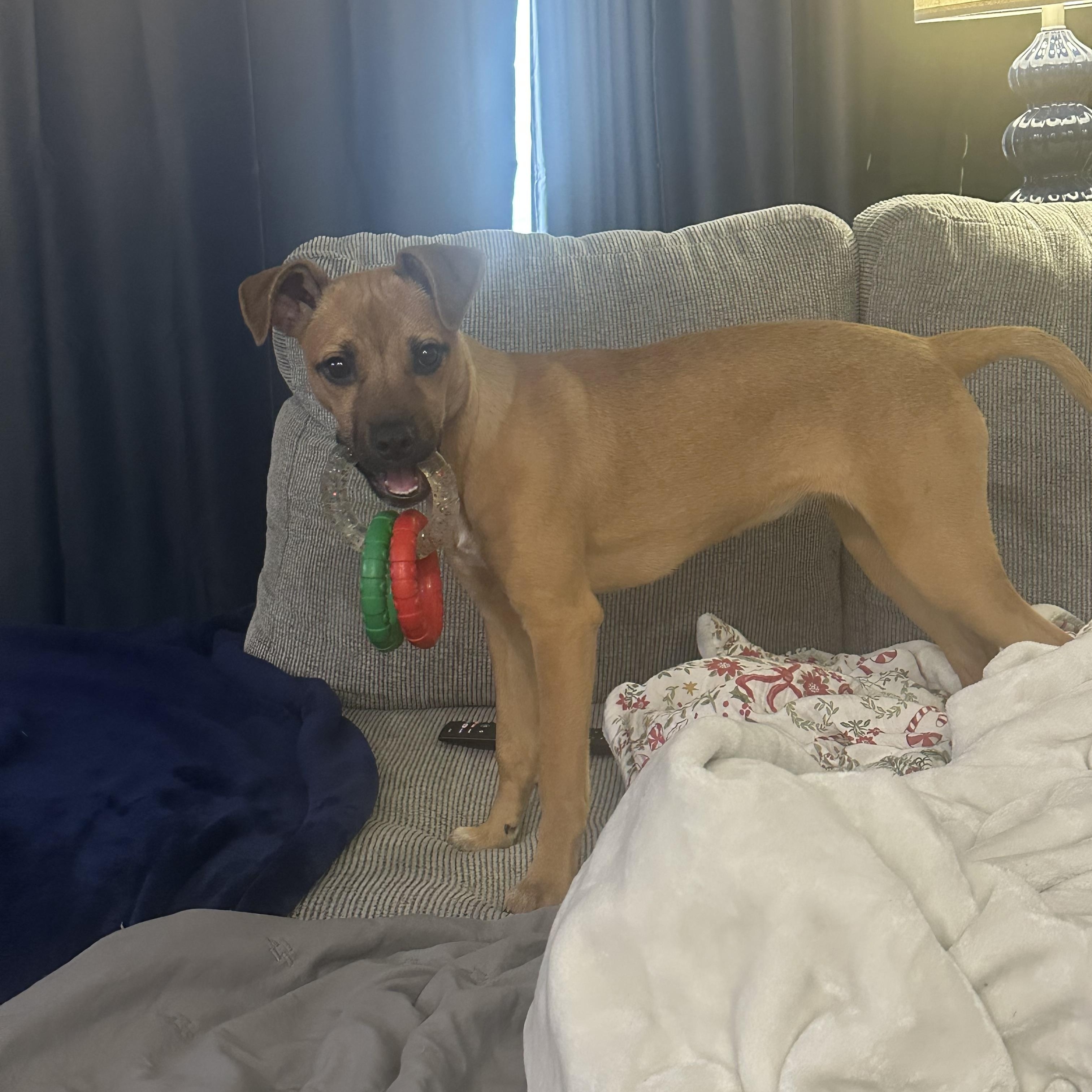 Enlarge Stella, an adoptable mixed breed in Jeffersonville, IN image 4/6