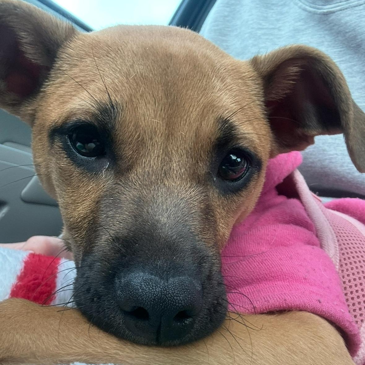 Enlarge Stella, an adoptable mixed breed in Jeffersonville, IN image 2/6